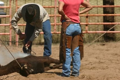 Texas Branded Livestock